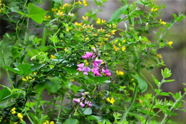 Zdjęcie z Australii - Australijska flora