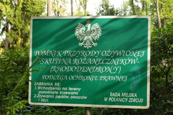 Zdjęcie z Polski - polanicki park skrywa unikatową kolekcję olbrzymich rododendronów