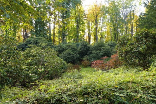 Zdjęcie z Polski - polanickie rododendrony - już sobie wyobrażam co tu sie dzieje w maju