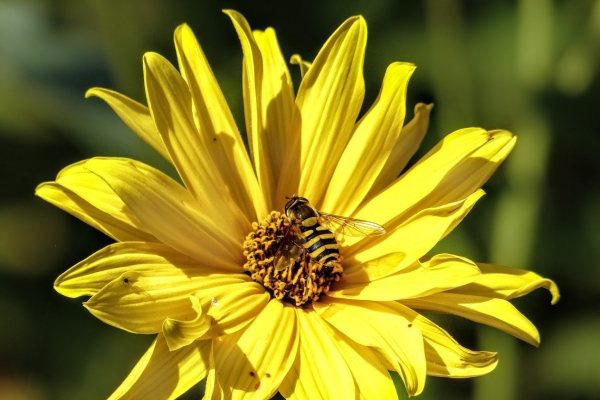Zdjęcie z Polski - fauna i flora w Kamieńcu