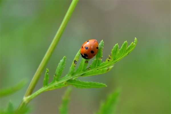 Zdjęcie z Polski - Fauna i flora 