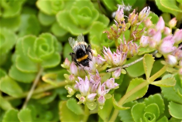 Zdjęcie z Polski - Fauna i flora 