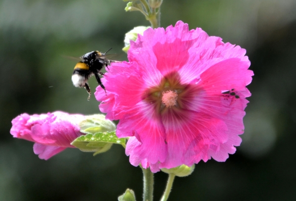 Zdjęcie z Polski - Fauna i flora 