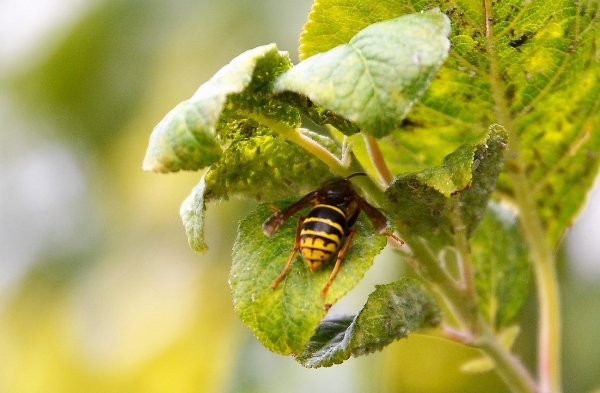 Zdjęcie z Polski - Fauna i flora 