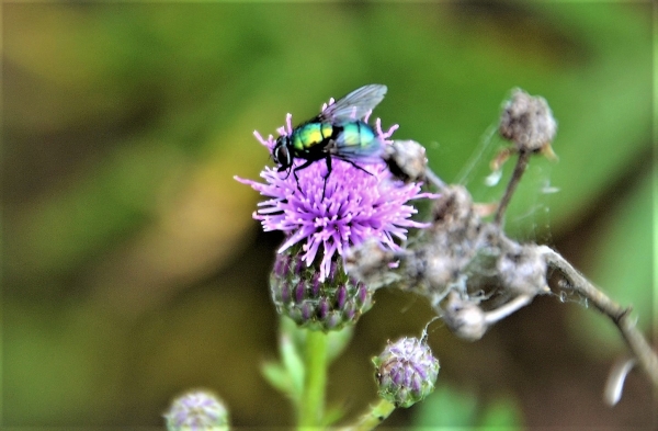Zdjęcie z Polski - Fauna i flora 