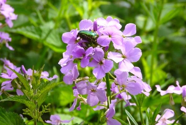 Zdjęcie z Polski - Fauna i flora 