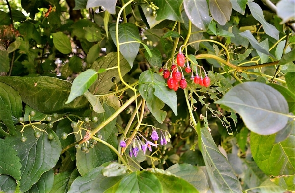 Zdjęcie z Polski - Flora Gor Pieprzowych