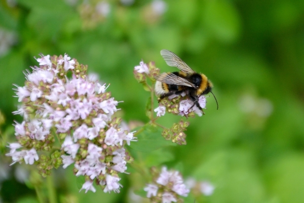 Zdjęcie z Polski - Fauna i flora 