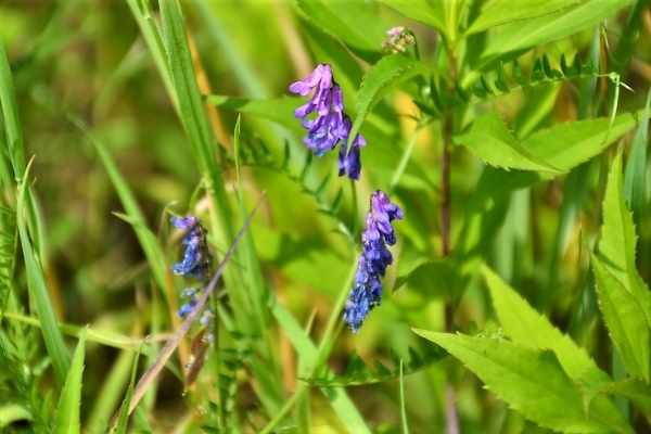 Zdjęcie z Polski - Flora Gor Pieprzowych