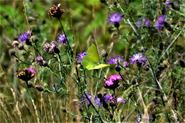 Zdjęcie z Polski - Motyl latolistek cytrynek w locie