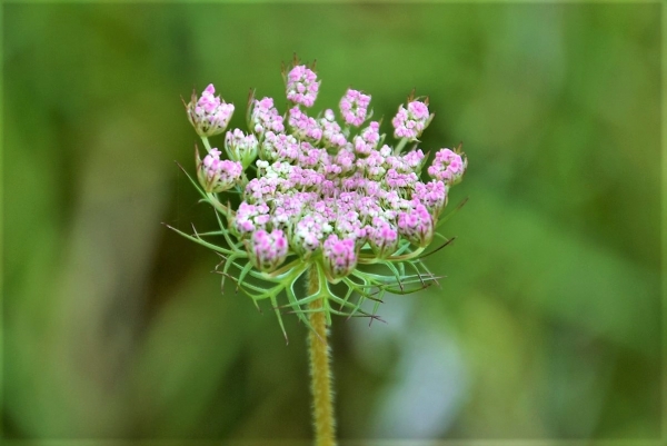 Zdjęcie z Polski - Flora Gor Pieprzowych