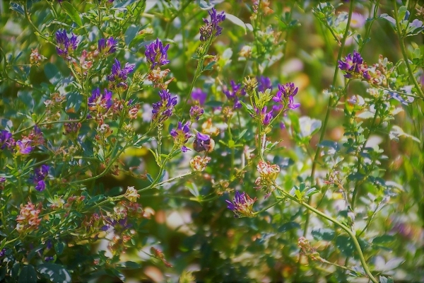 Zdjęcie z Polski - Flora Gor Pieprzowych