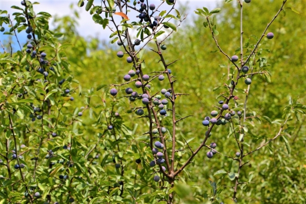Zdjęcie z Polski - Flora Gor Pieprzowych
