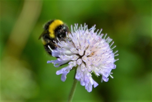Zdjęcie z Polski - Fauna i flora 