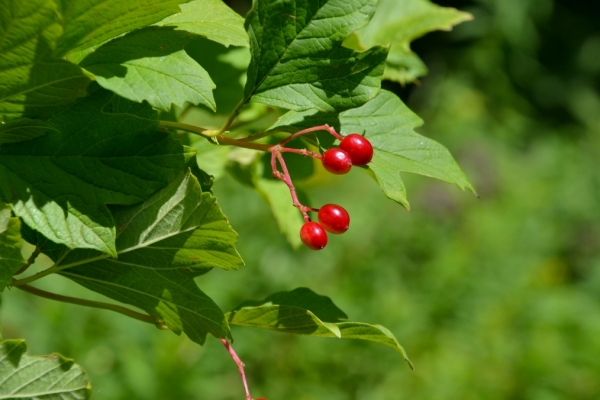 Zdjęcie z Polski - Flora Gor Pieprzowych - kalina koralowa