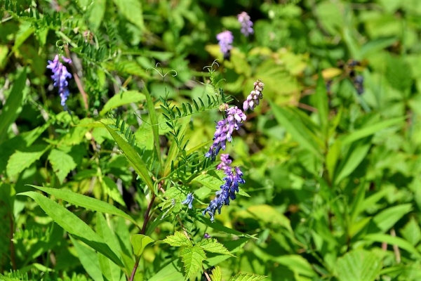 Zdjęcie z Polski - Flora Gor Pieprzowych