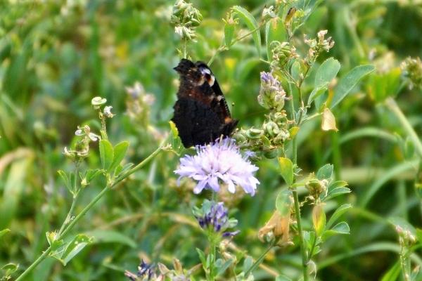 Zdjęcie z Polski - Fauna i flora 