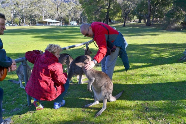 Zdjęcie z Australii - Sesja z dzikimi kangurami przy stadionie w Halls Gap