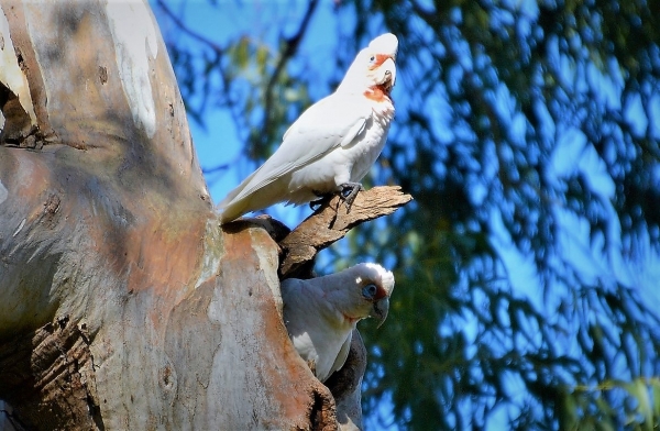 Zdjęcie z Australii - Kakadu dlugodziobe przy swojej dziupli