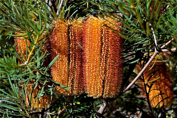 Zdjęcie z Australii - Australijska flora