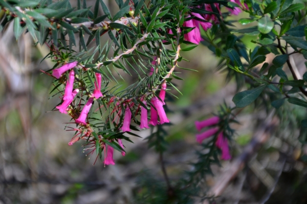 Zdjęcie z Australii - Australijska flora