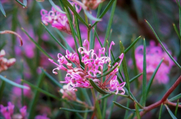 Zdjęcie z Australii - Australijska flora