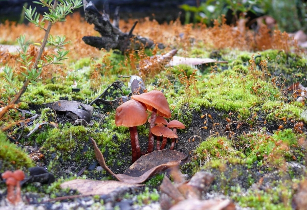 Zdjęcie z Australii - Australijska flora