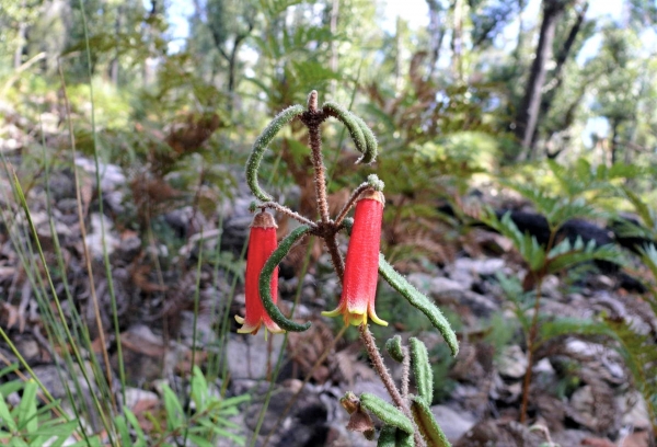 Zdjęcie z Australii - Australijska flora