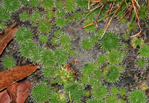 Zdjęcie z Australii - Australijska flora