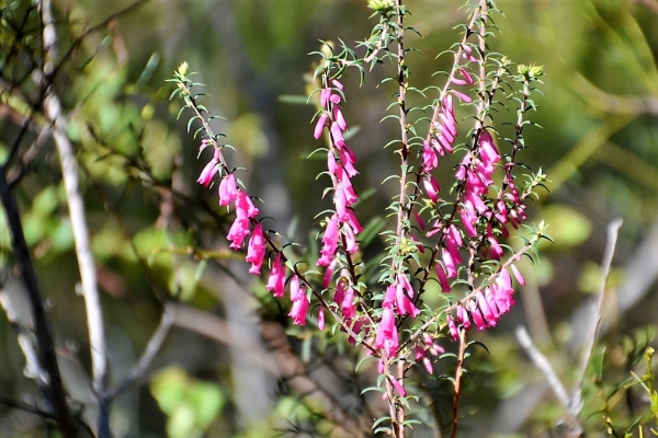 Zdjęcie z Australii - Australijska flora