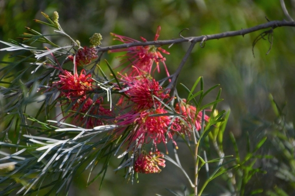 Zdjęcie z Australii - Australijska flora