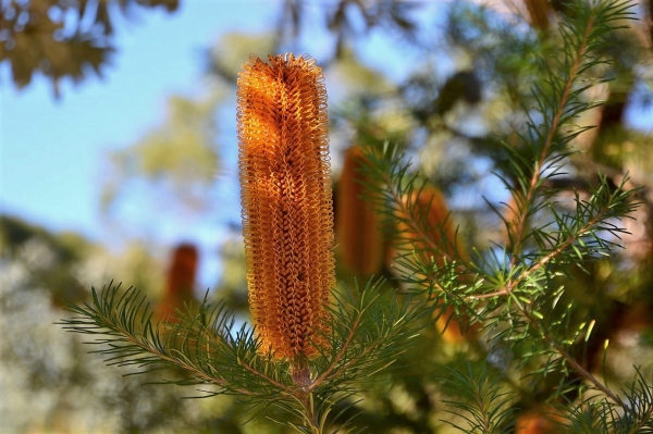 Zdjęcie z Australii - Australijska flora