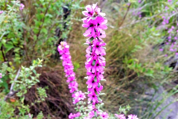 Zdjęcie z Australii - Australijska flora