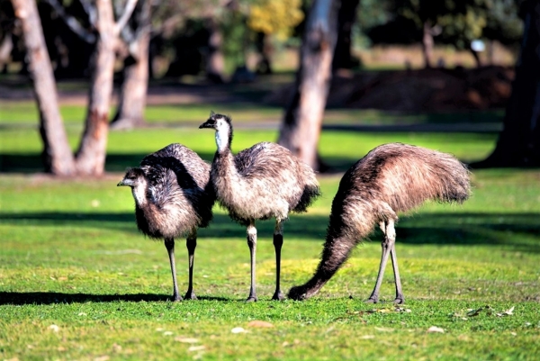 Zdjęcie z Australii - Emu w Halls Gap - praktycznie w samym miescie :)