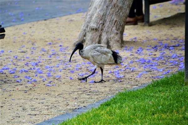 Zdjęcie z Australii - Ibis czarnopióry spaceruje po jackarandowym sniegu :)