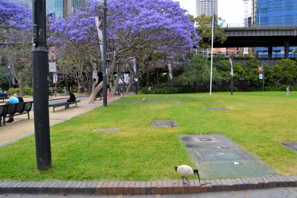 Zdjęcie z Australii - Sydneyskie City