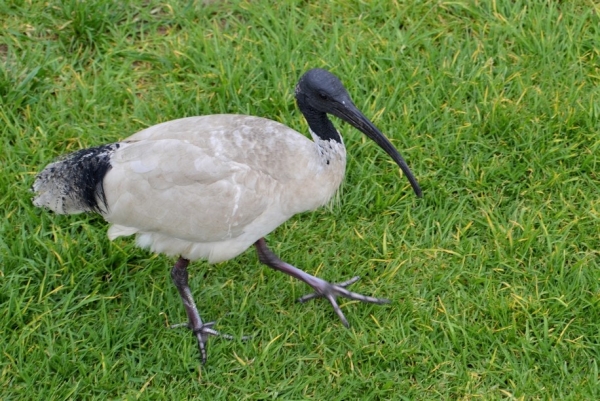 Zdjęcie z Australii - Ibis czarnopióry 