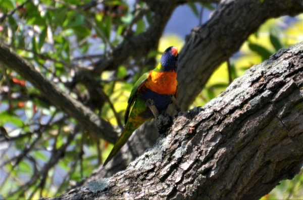 Zdjęcie z Australii - Na pieknie kwitnacym drzewie ucztuja lorysy gorskie