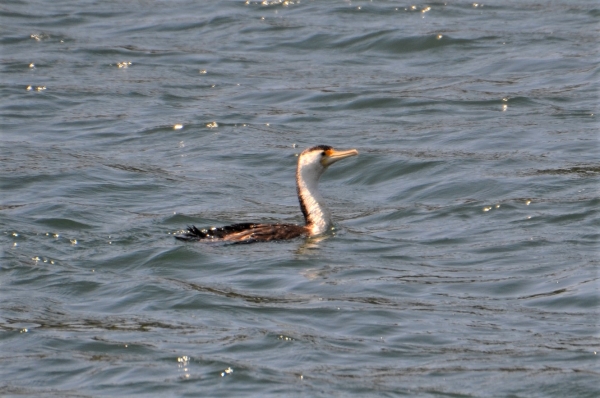 Zdjęcie z Australii - Kormoran srokaty