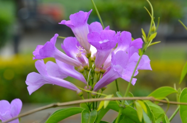 Zdjęcie z Wysp Morza Koralowego - Flora