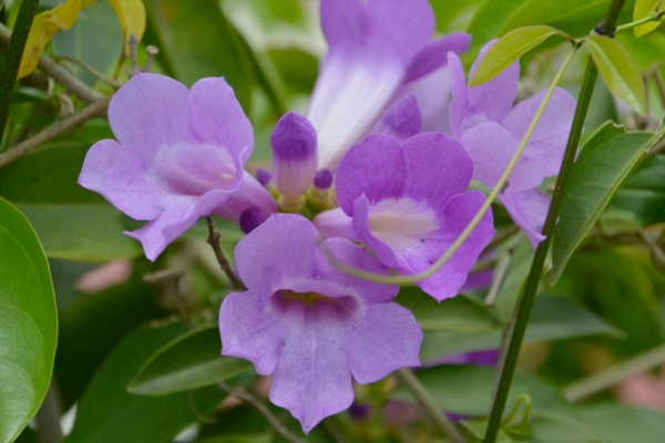 Zdjęcie z Wysp Morza Koralowego - Flora