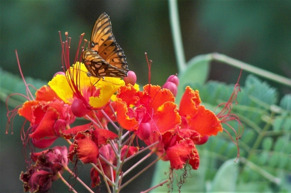 Zdjęcie z Wysp Morza Koralowego - Fauna i flora 
