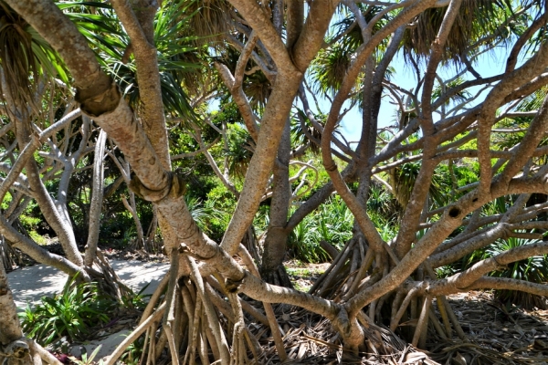 Zdjęcie z Vanuatu - Wyspa Inyeug czyli Mystery Island