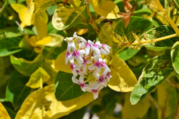 Zdjęcie z Vanuatu - Melanezyjska flora