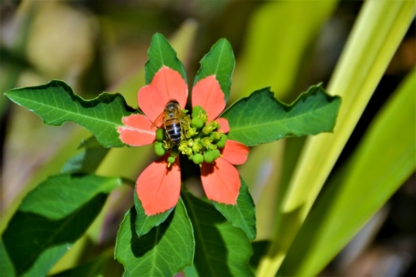 Zdjęcie z Vanuatu - Fauna i flora 