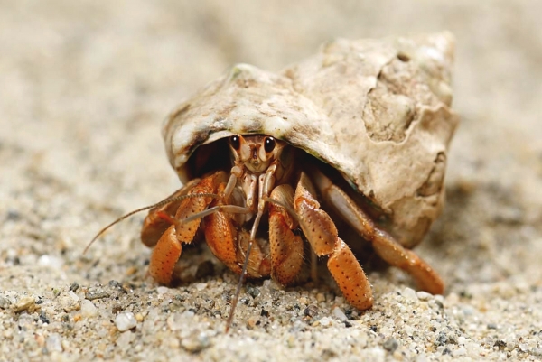 Zdjęcie z Vanuatu - Krab pustelnik