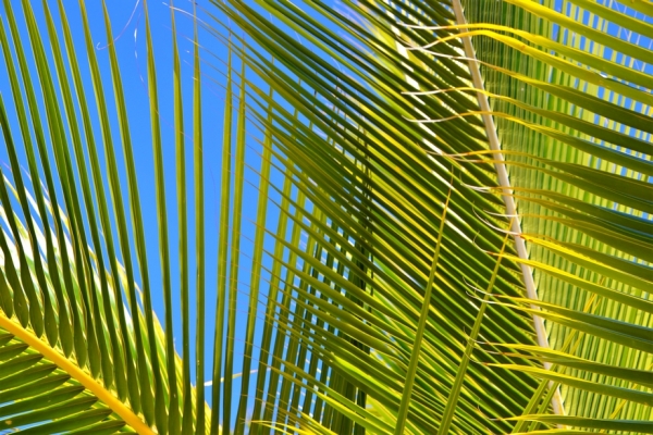 Zdjęcie z Vanuatu - Takie tam :)