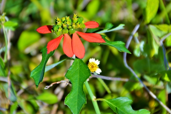 Zdjęcie z Vanuatu - Melanezyjska flora