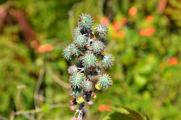 Zdjęcie z Vanuatu - Melanezyjska flora