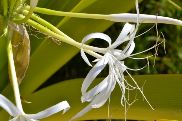 Zdjęcie z Vanuatu - Melanezyjska flora